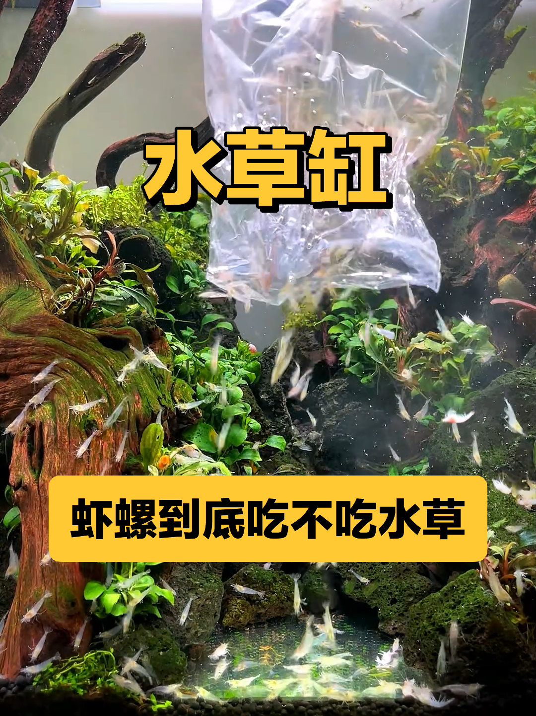 水草缸里的虾螺吃水草?