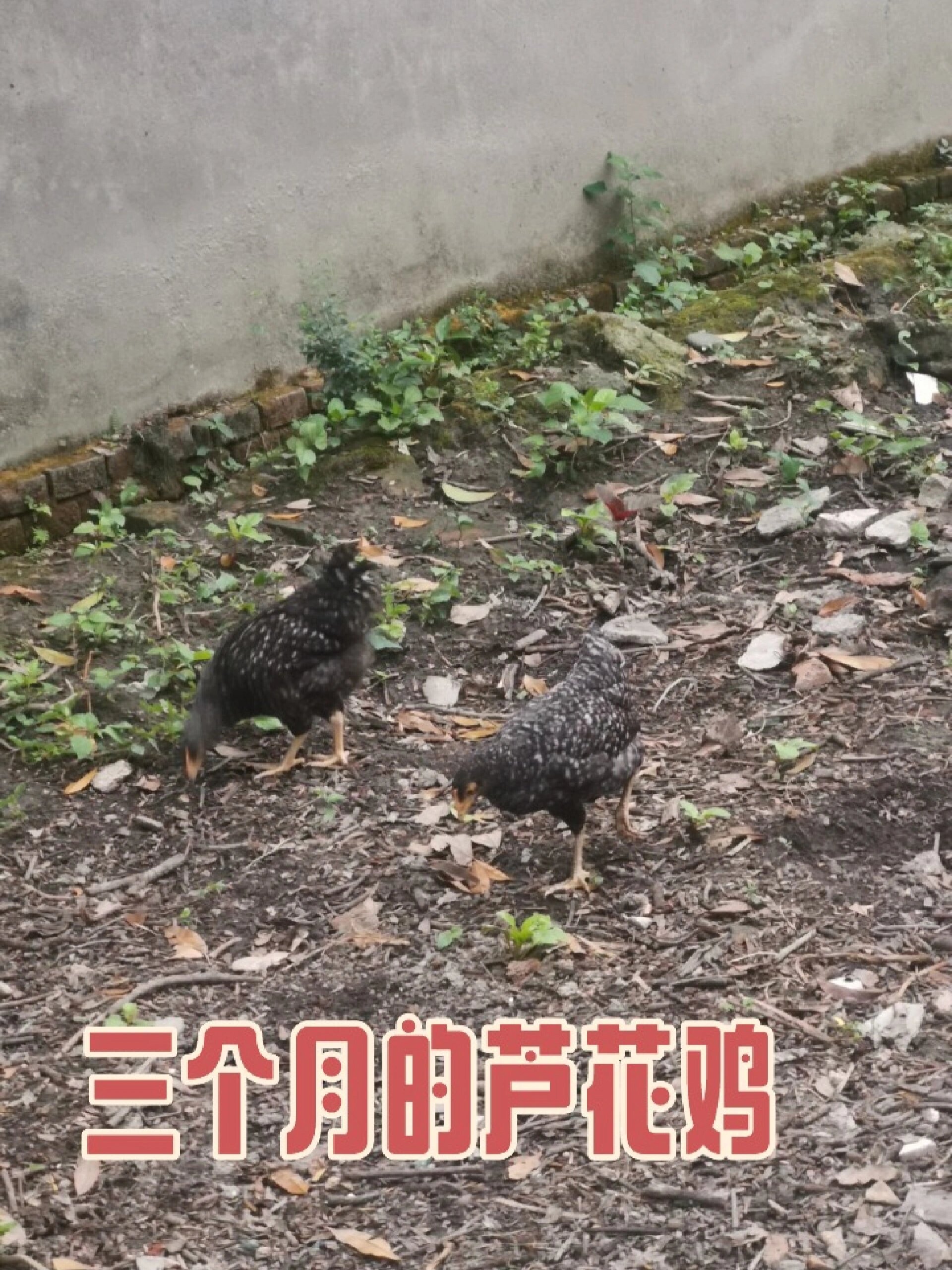 芦花鸡是土鸡的一个品种