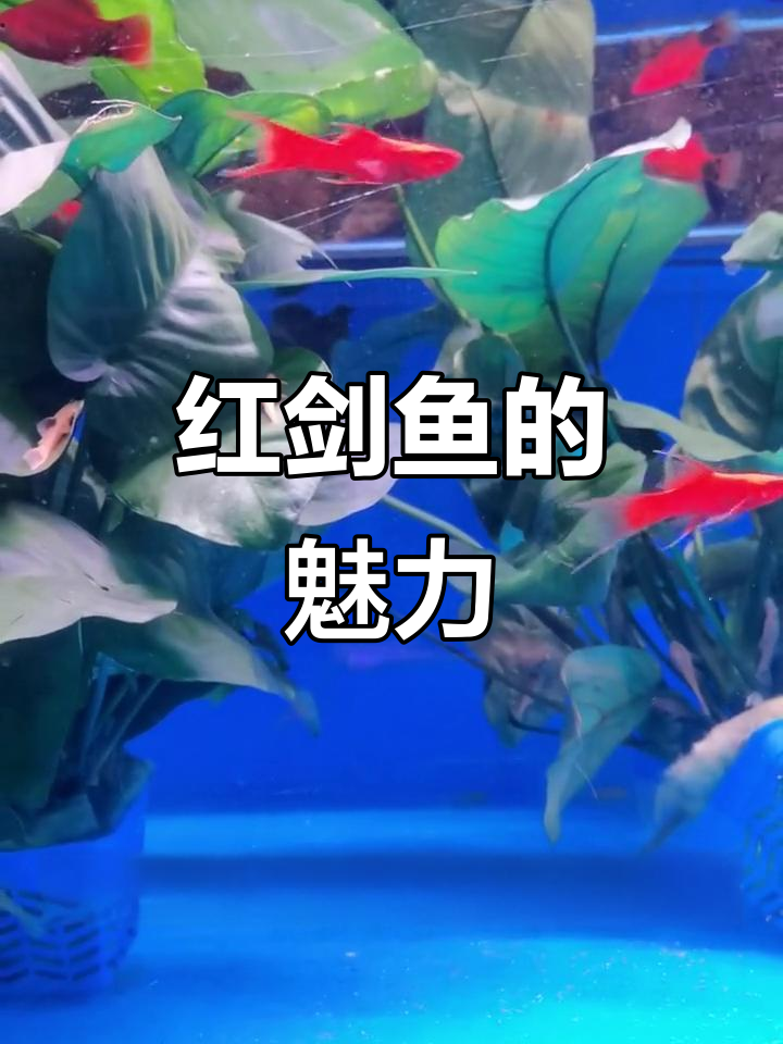 燕尾红剑鱼：最受欢迎的观赏鱼，跳跃能力强，水温要求不高