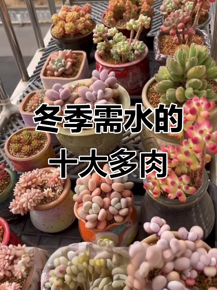 冬季必浇水!十款多肉植物不能断水