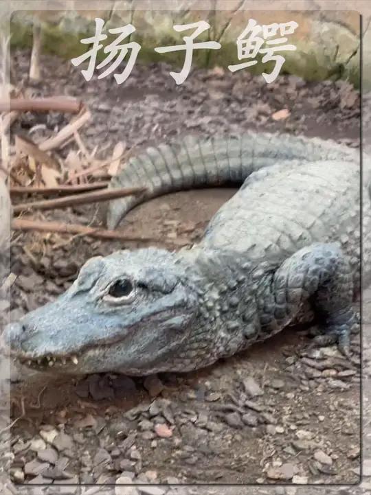 什么扬子鳄总被人戏称为鳄鱼家族里的耻辱?