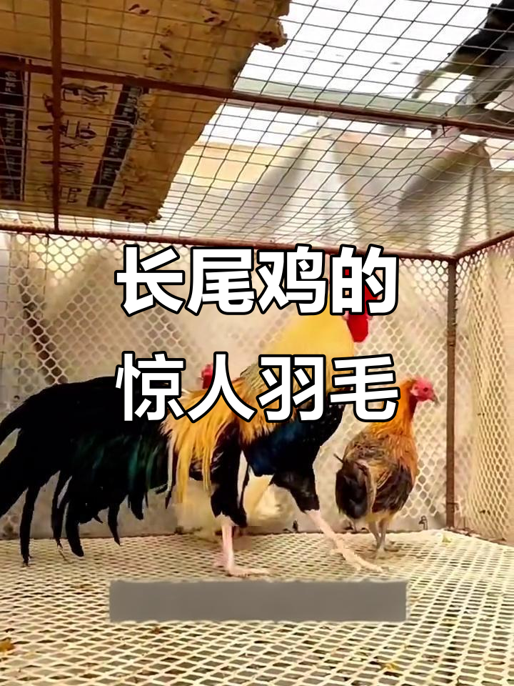世界上尾巴最长的鸡,长达12.5米!
