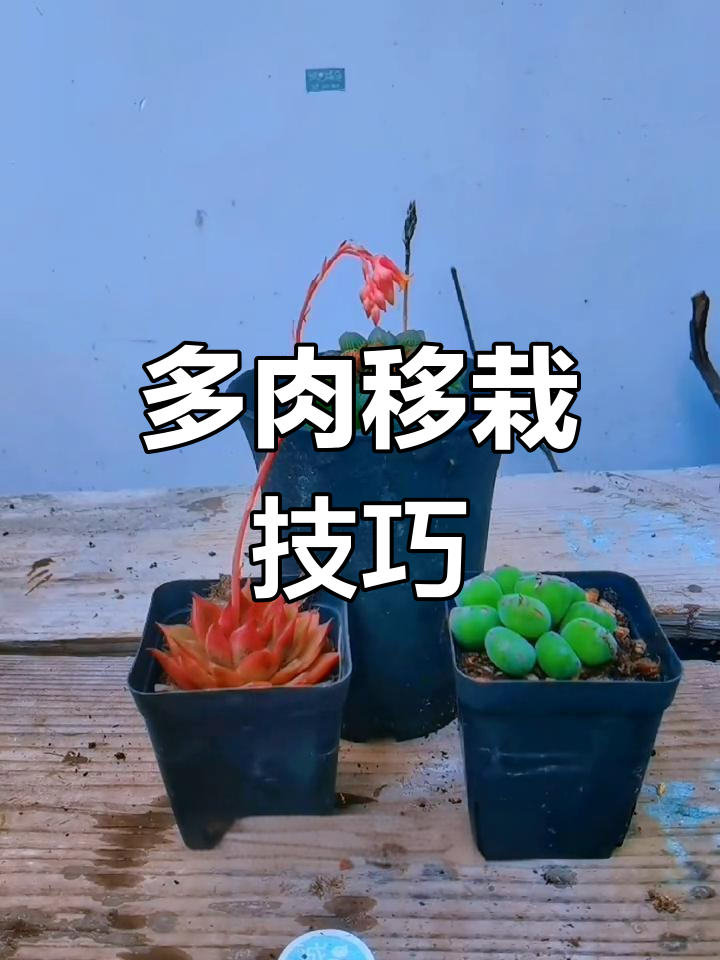 多肉移栽全攻略:如何正确脱土与上盆