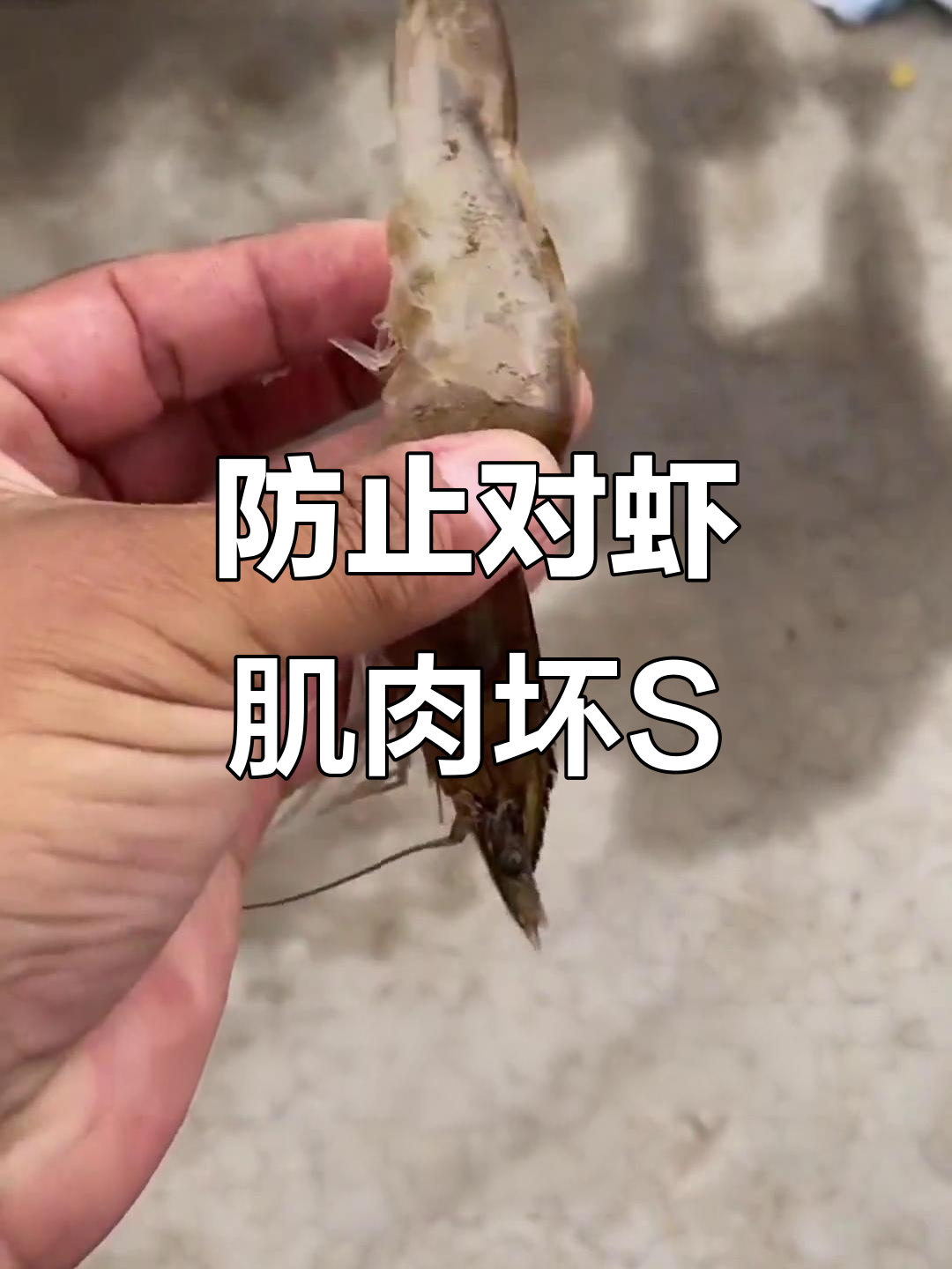 对虾肌肉坏死病防治全攻略,水质调控是关键