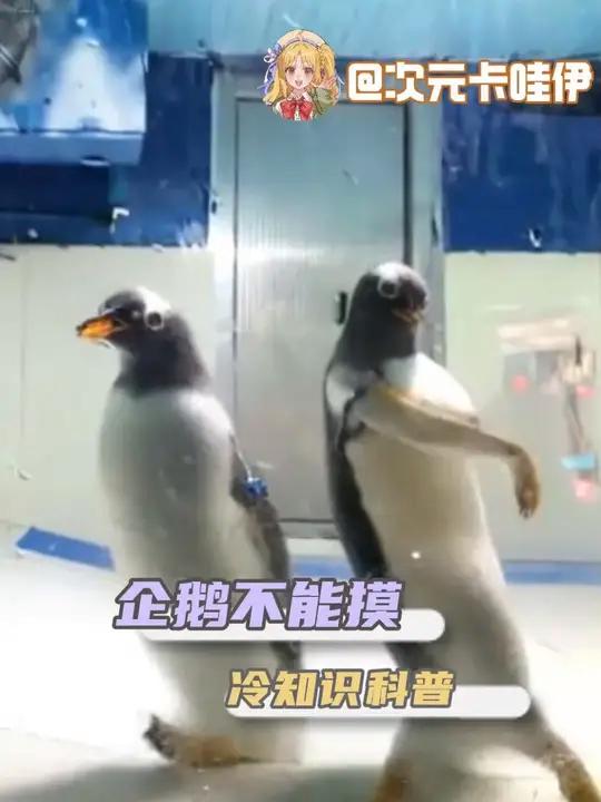 千万不能摸企鹅 企鹅#表情包#抽象