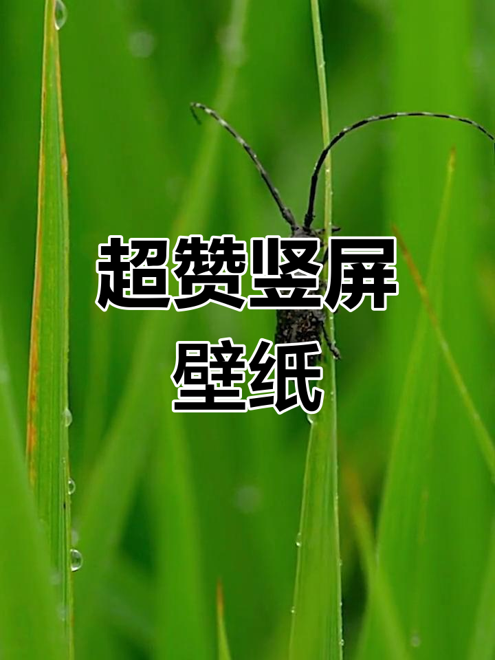 动态竖屏壁纸,让你手机更炫酷!