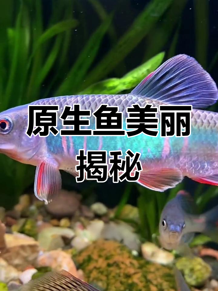 宽鳍鱲到家后,多久能变美?一起探讨原生鱼的魅力!