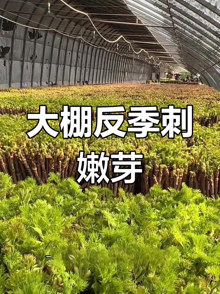 东北大棚反季山野菜,刺嫩芽美味来袭