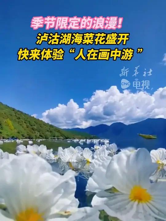季节限定的浪漫！泸沽湖海菜花盛开 快来体验“人在画中游”