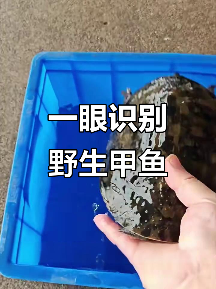 教你四招分辨野生甲鱼与养殖货