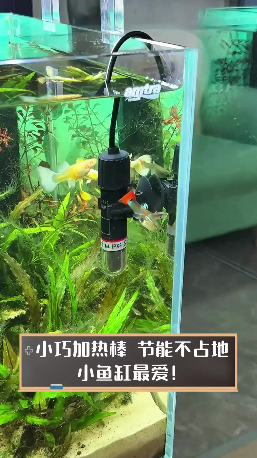 小巧加热棒,节能不占地,小鱼缸最爱!
