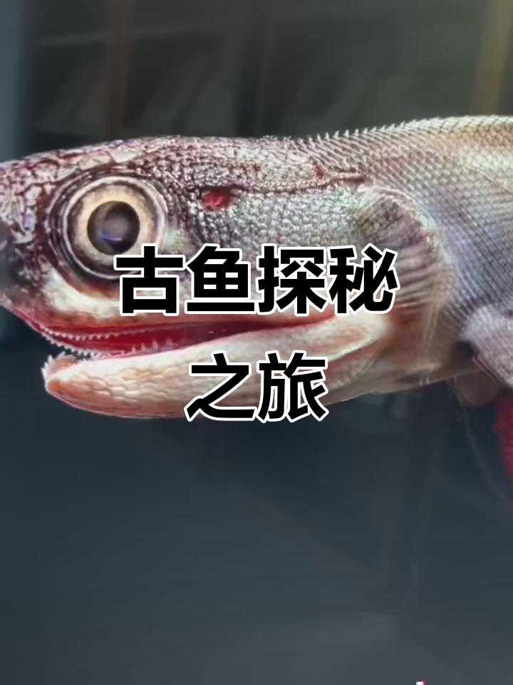 2025年探索古鱼王国,揭开神秘生物奥秘!