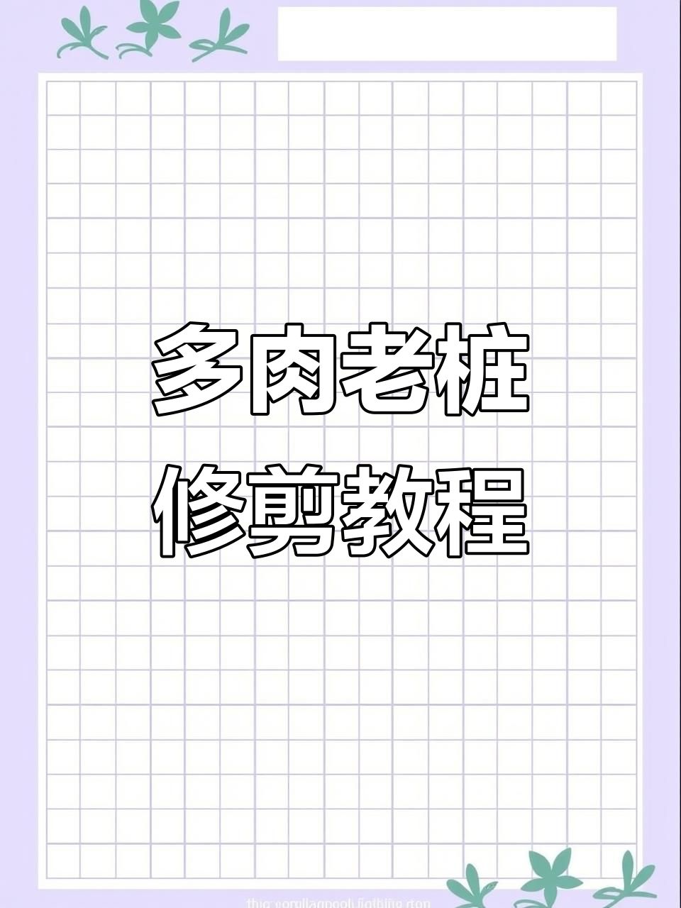 多肉老桩修剪技巧，打造更美观的盆栽