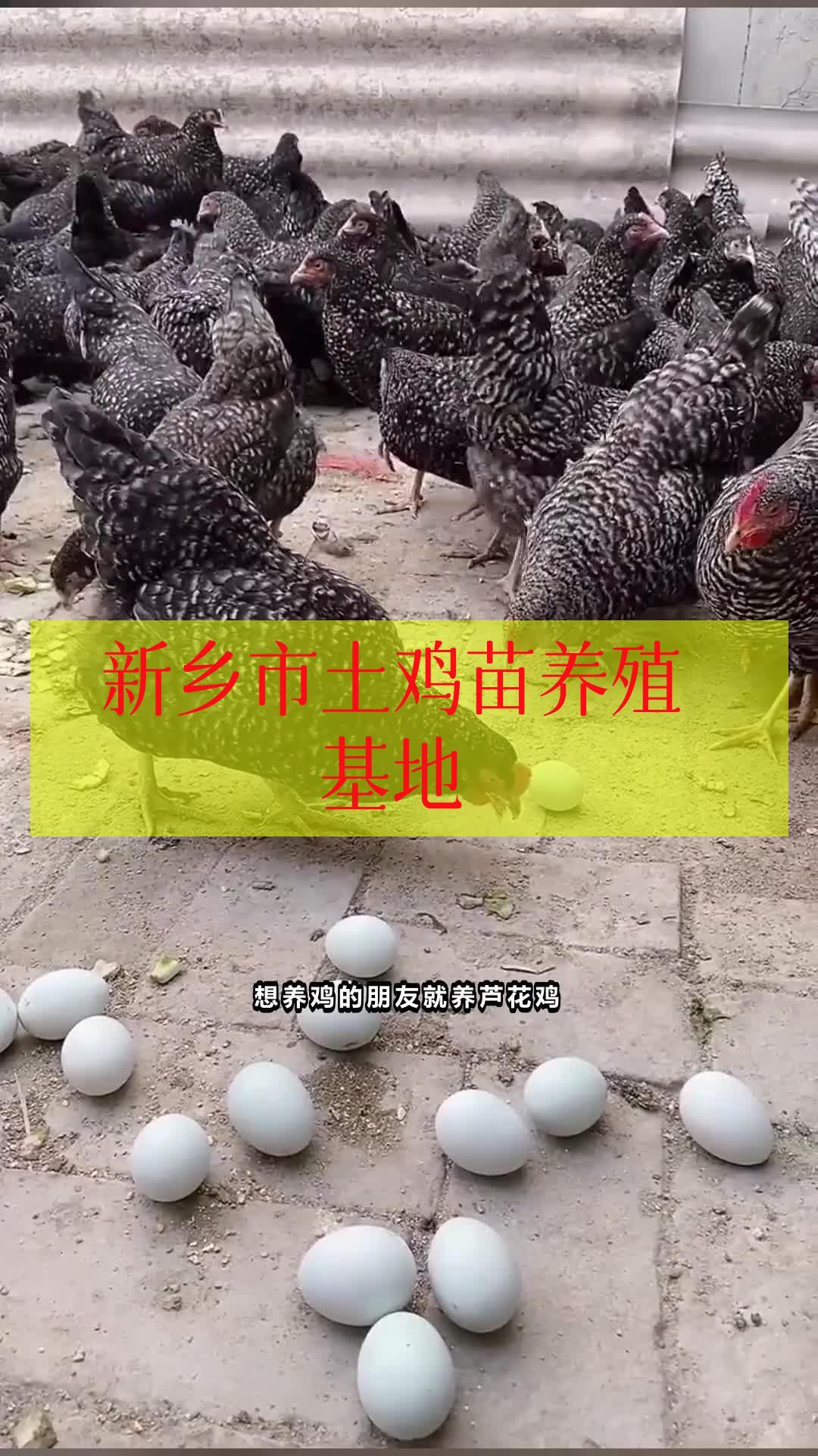 新乡市土鸡苗养殖基地 泰和乌鸡 乌骨鸡 绿鸡蛋 半大脱温苗