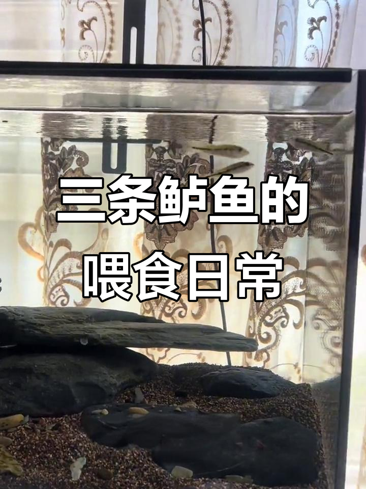 鱼饲料试吃大作战,三条鲈鱼的成长日记