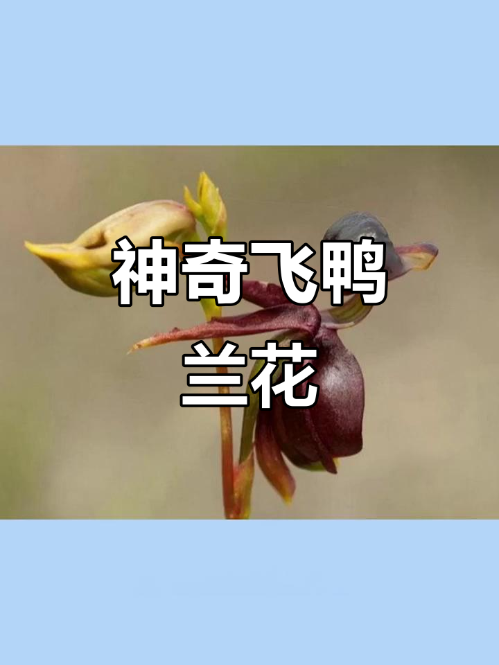 澳洲独有飞鸭兰,花朵像小鸭子一样可爱