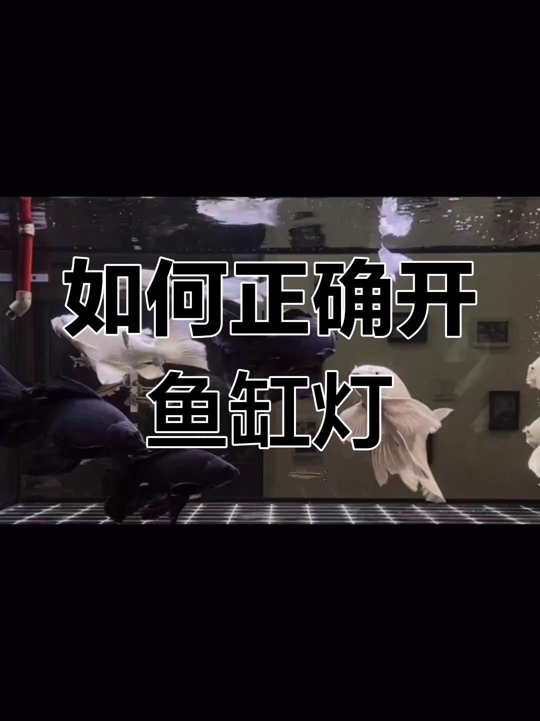鱼缸灯光正确开启方法,别再白天关晚上开
