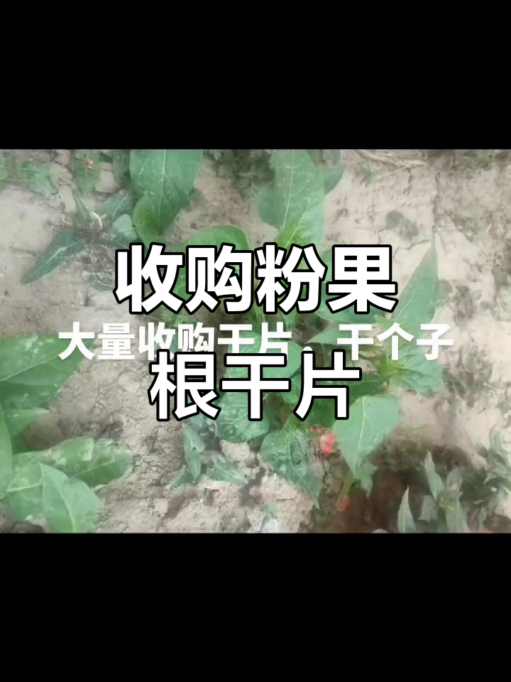 大量收购粉果根干片,品质保证