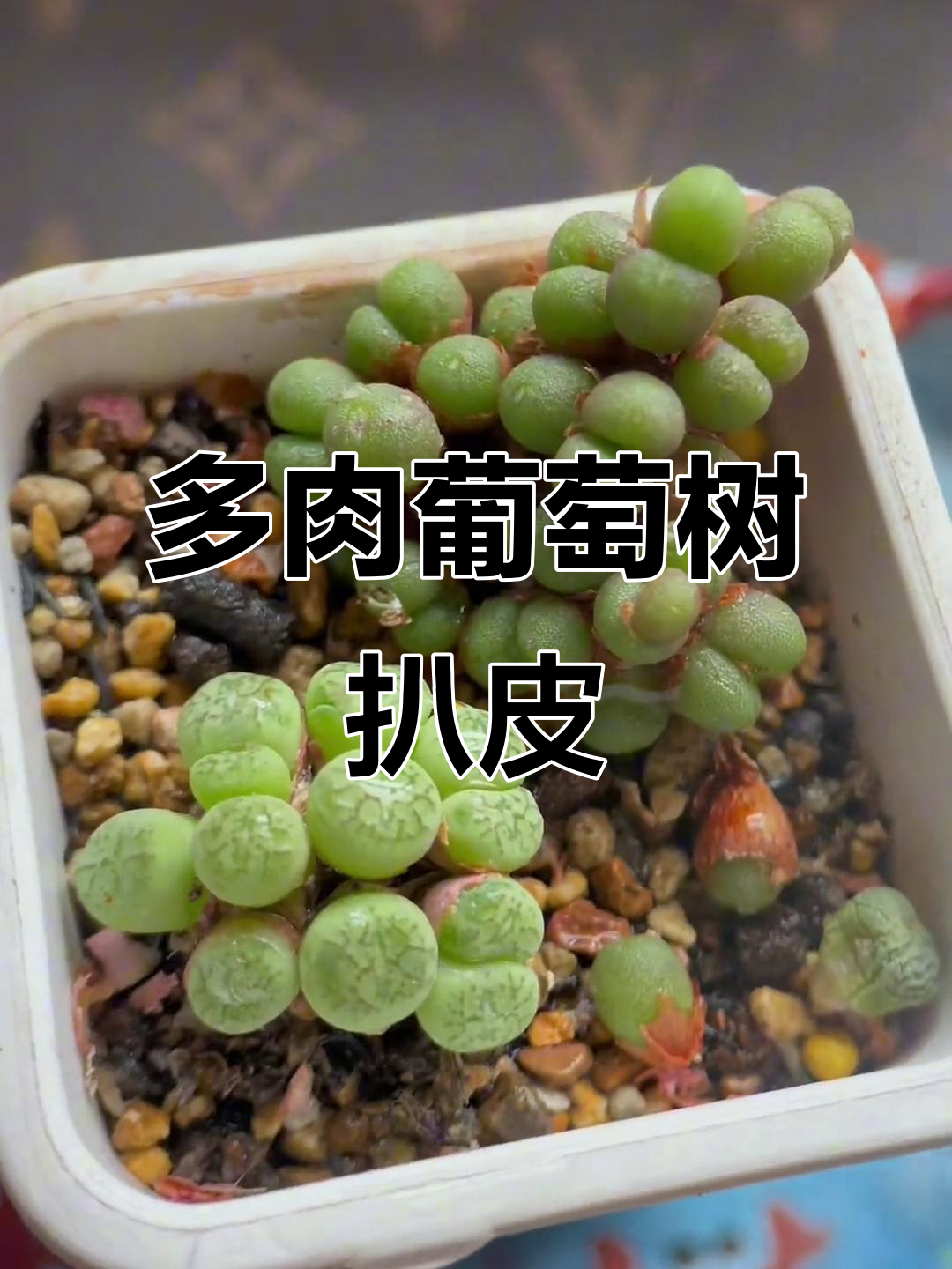 扒葡萄树大揭秘,多肉植物露养技巧