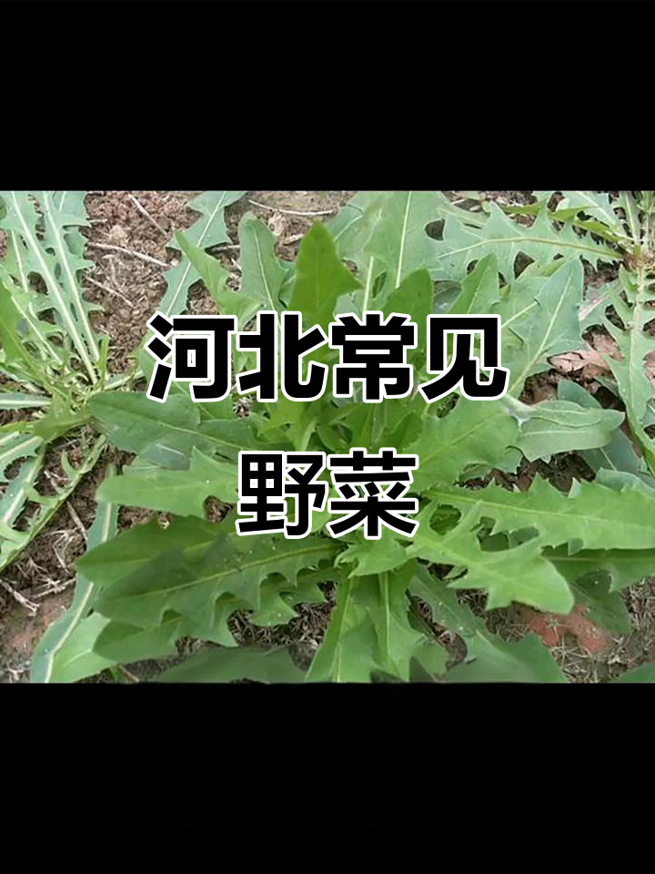 河北野菜大赏:这些你见过吗?