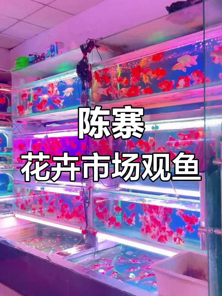 郑州陈寨花卉市场:观赏鱼区实拍,水族爱好者必看