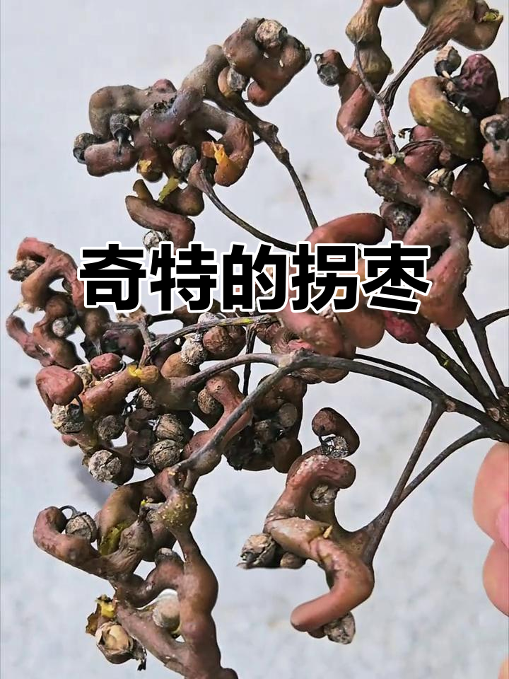 拐枣,外形奇特似鸡爪树根,实为美味水果