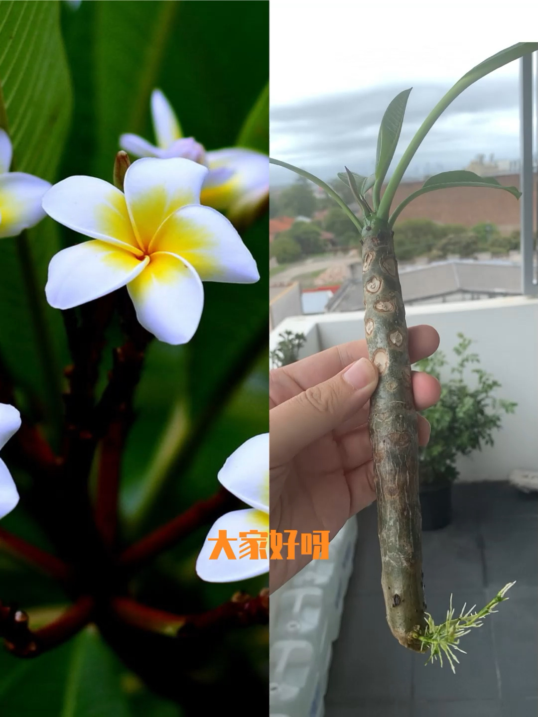(分享)如何用鸡蛋花树枝种一棵小树!