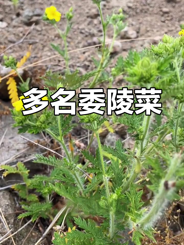 委陵菜,草本植物,别名繁多