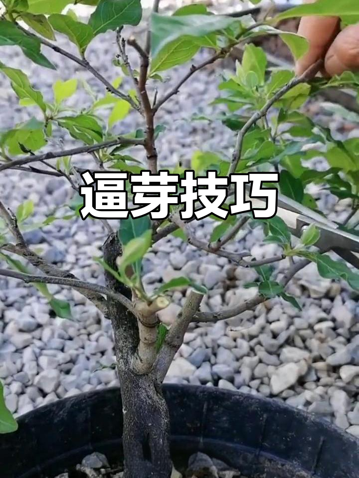 如何通过修剪逼出鸡爪枝，打造丰满小盆景