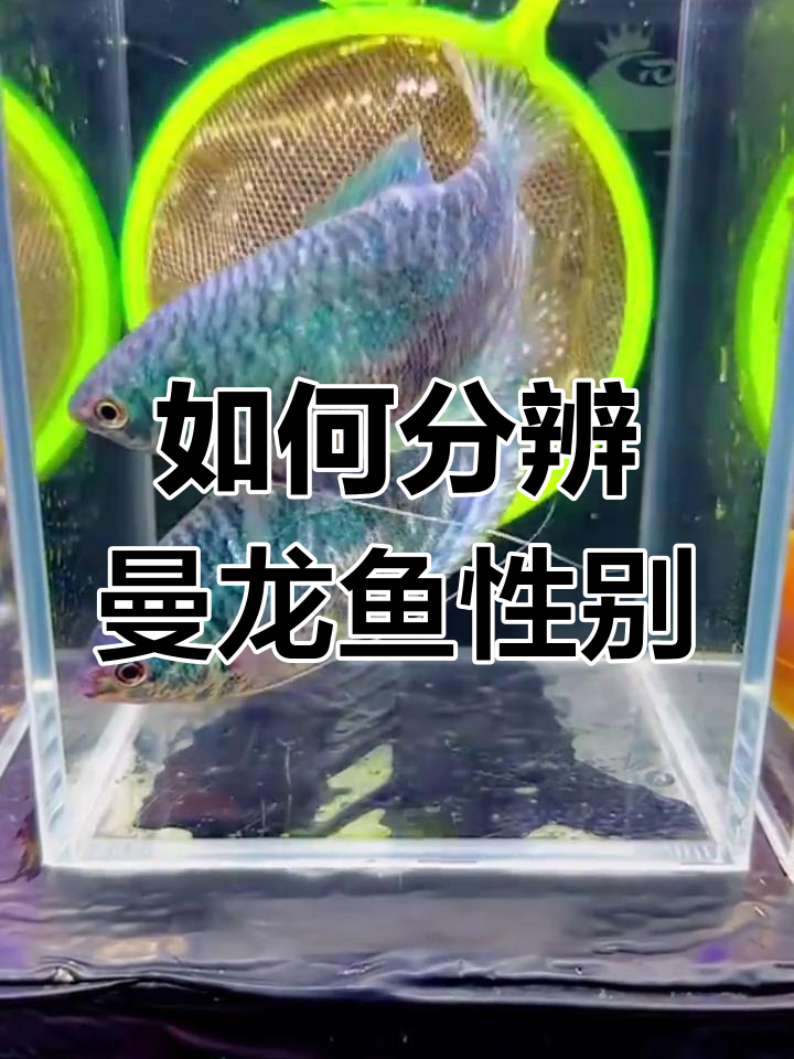 曼龙鱼公母辨别技巧