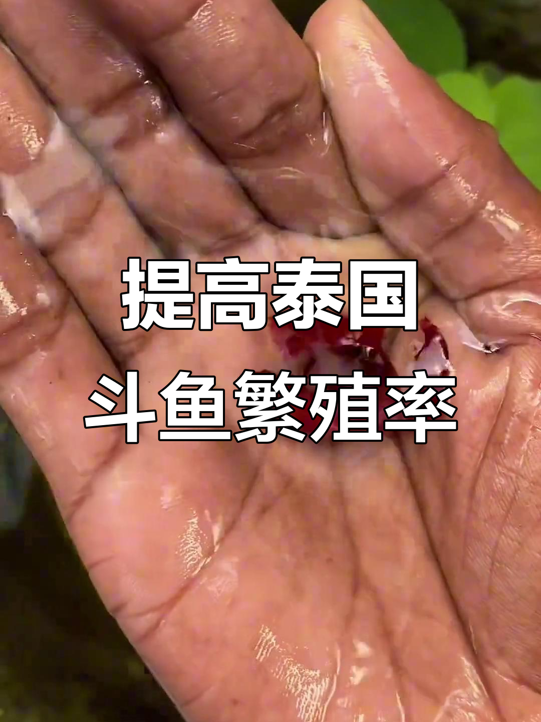泰国斗鱼繁殖技巧大揭秘,提高成功率的关键要点