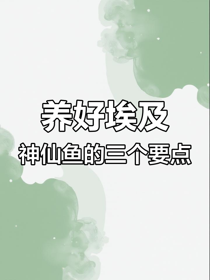 埃及神仙鱼养殖三大关键,选对水、喂好食才能健康