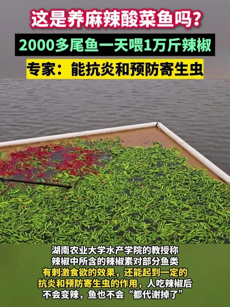 这是养麻辣酸菜鱼吗?2000多尾鱼一天喂1万斤辣椒,专家:辣椒中所含的辣椒素对部分鱼类有刺