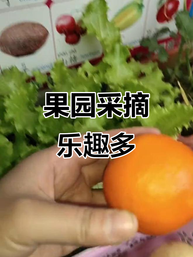 摘水果大丰收,草莓梨子香蕉苹果样样有