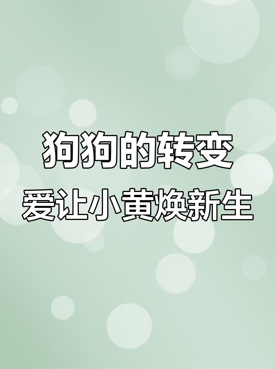 小黄狗从胆小到活泼,忠诚与爱的力量让它重生