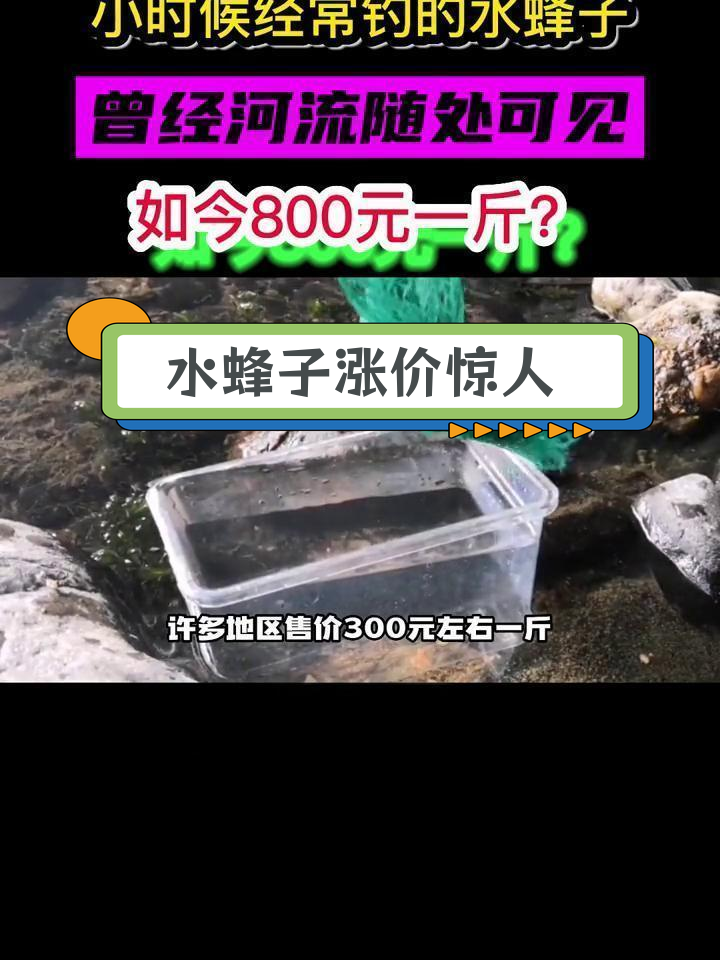 曾经随处可见的水蜂子,如今价格暴涨