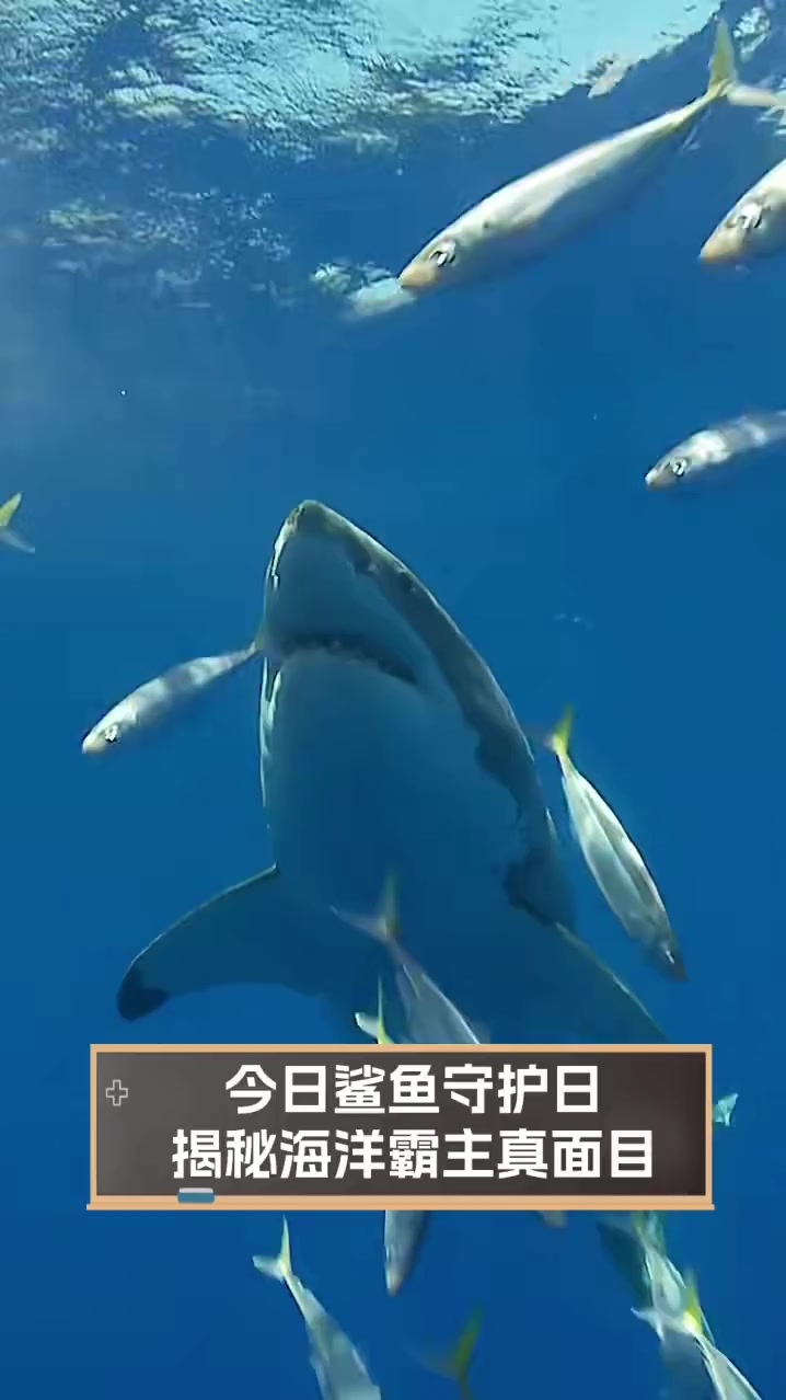 今日鲨鱼守护日,揭秘海洋霸主真面目