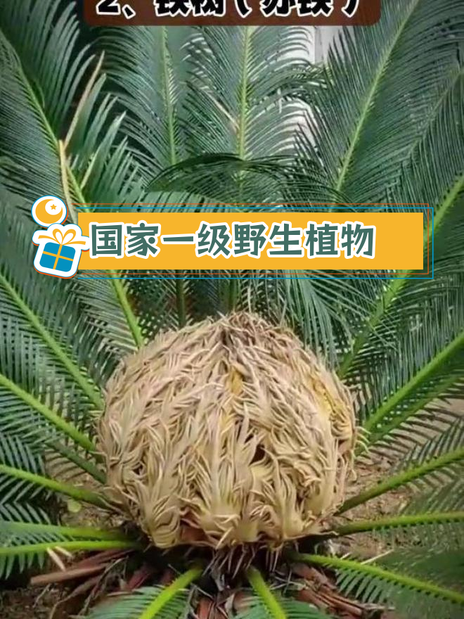 这些植物竟是国家一级保护品种,真是让人惊讶