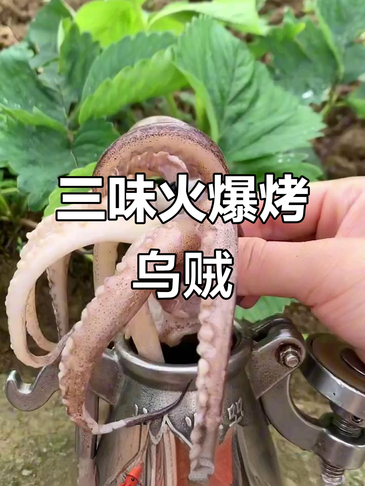 乌贼新做法,三味真火烤制7分钟,香气扑鼻!