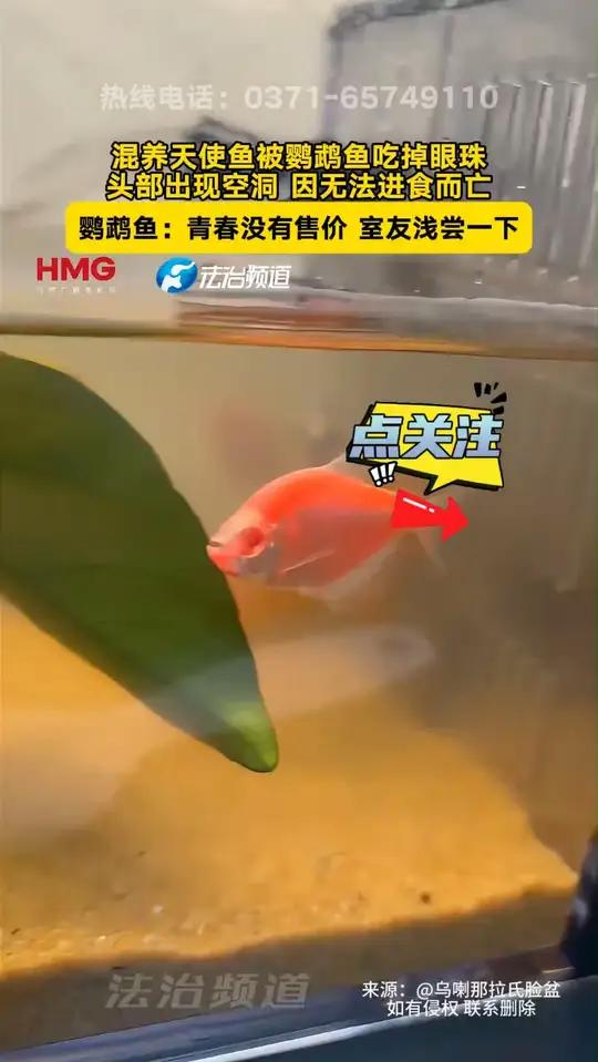 混养天使鱼被鹦鹉鱼吃掉眼珠,头部出现空洞无法进食而亡,鹦鹉鱼:青春没有售价 室友浅尝一下(