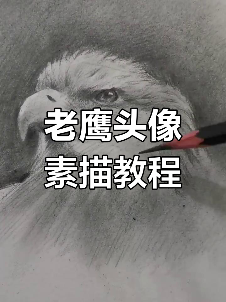轻松画出栩栩如生的老鹰头像,步骤详解教你如何刻画羽毛