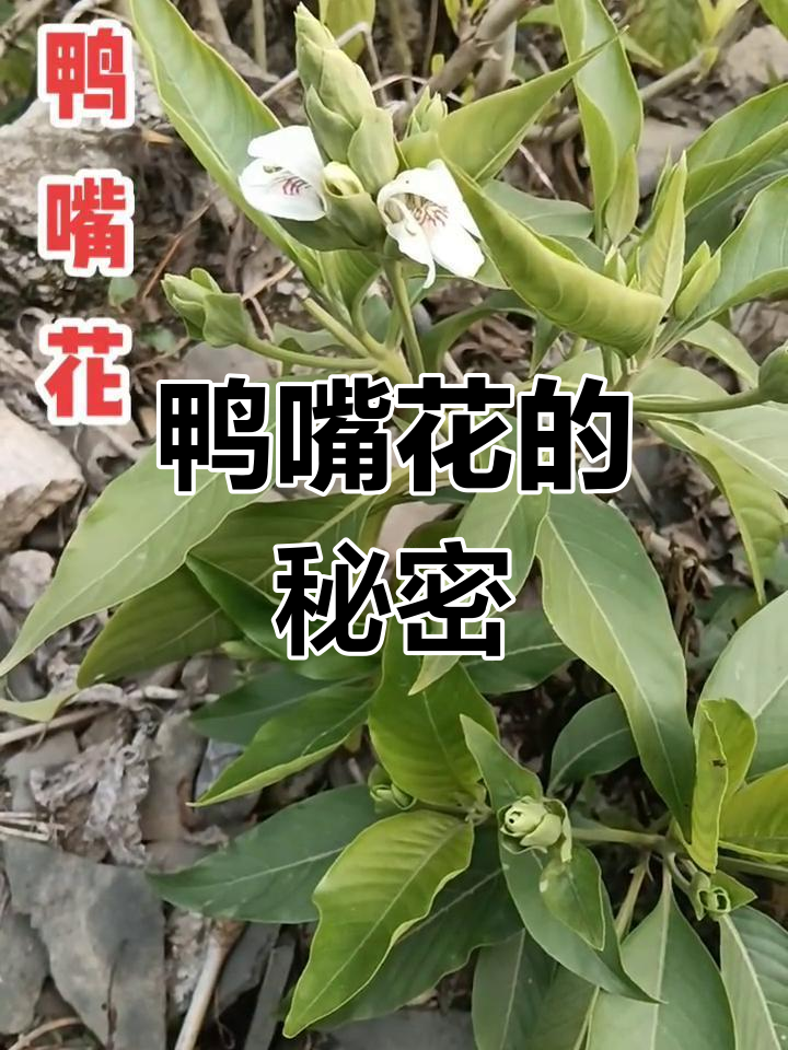 鸭嘴花:别名大驳骨,牛舌兰与野靛叶的奇妙植物