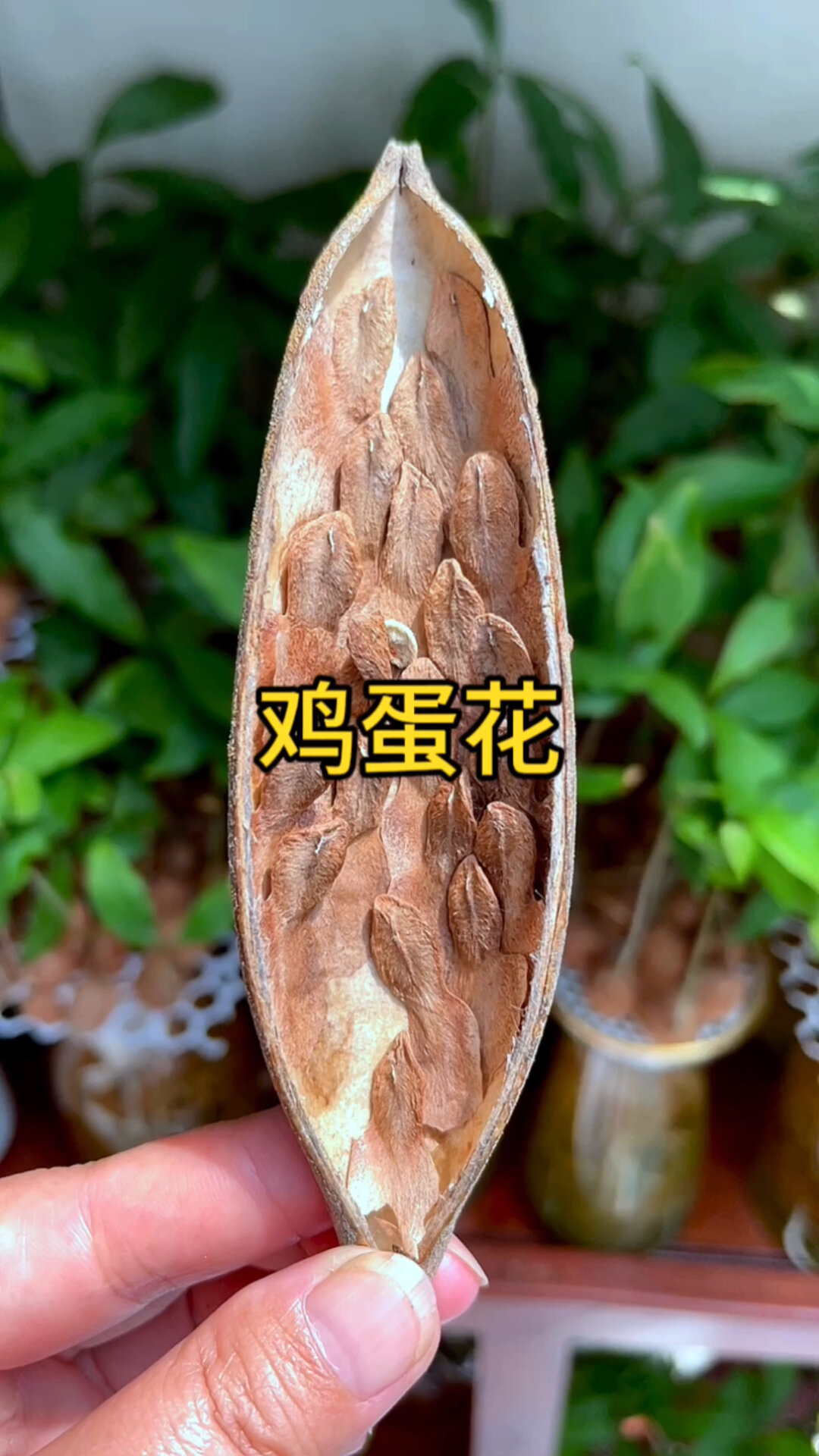 种子盆栽~鸡蛋花