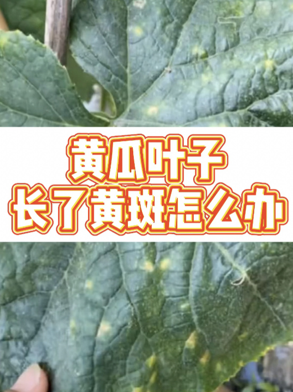 叶子长黄斑是细菌性叶斑病,需要赶紧防治!