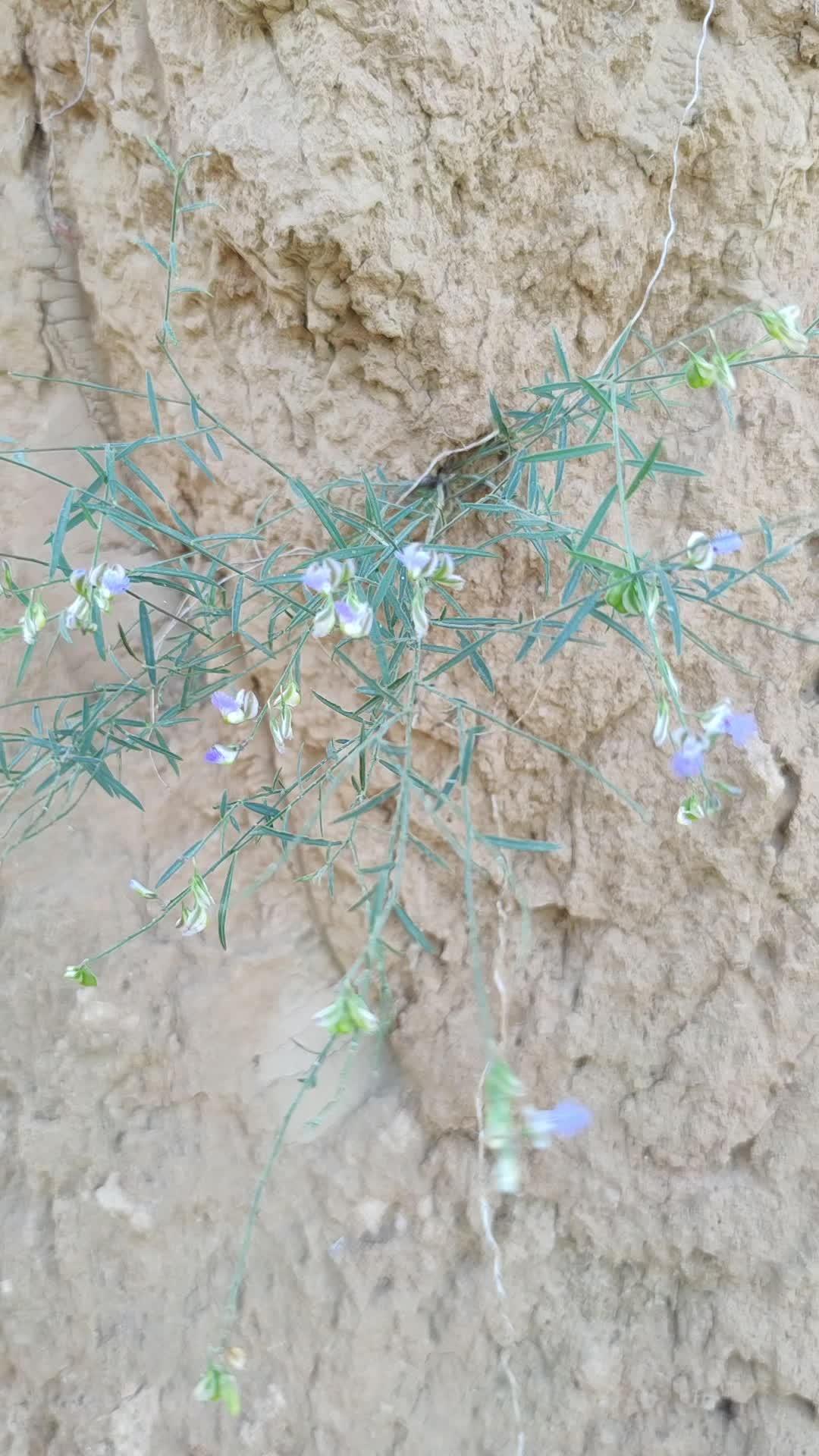 人若多忘事,远志石菖蒲,但就这么一个小植物,很多地方都绝了 远志,一种只用根皮的植物,多年