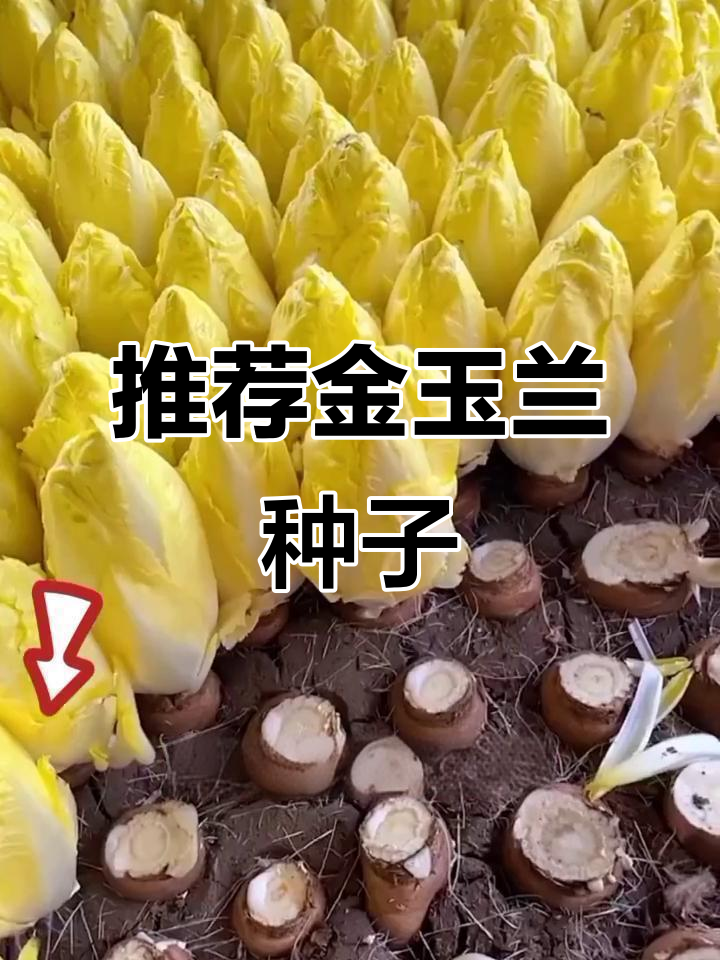 金玉兰种子,实用又好物!