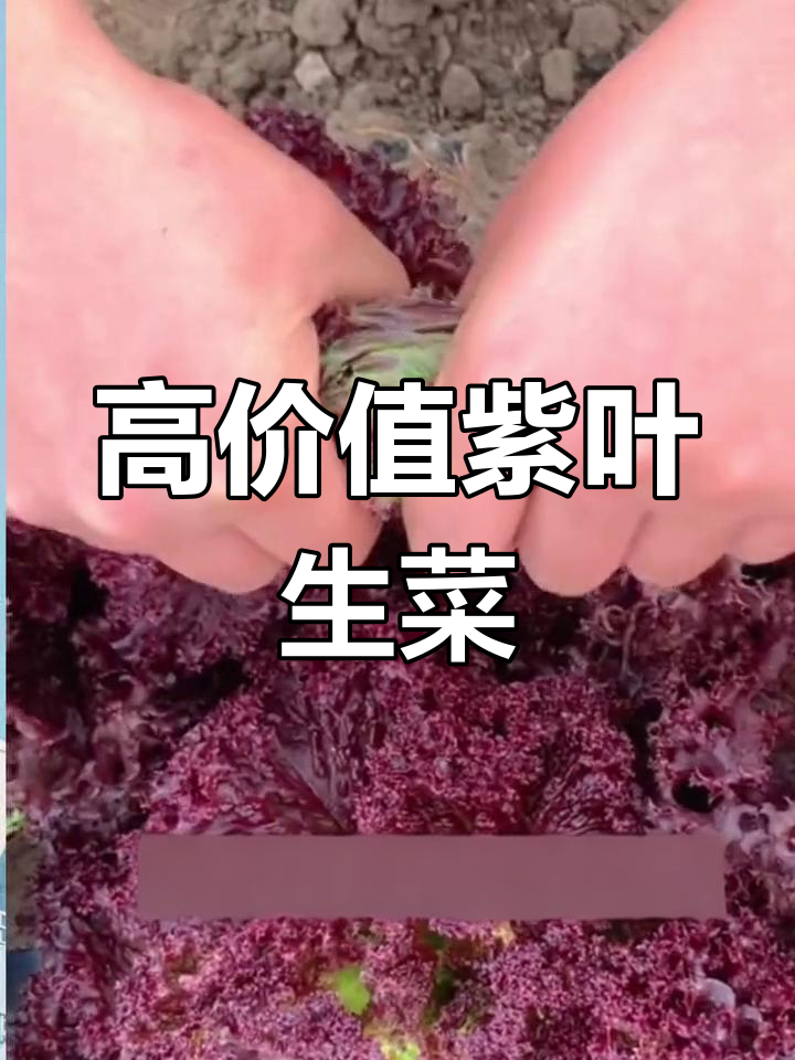 紫叶生菜:营养丰富的翡翠蔬菜