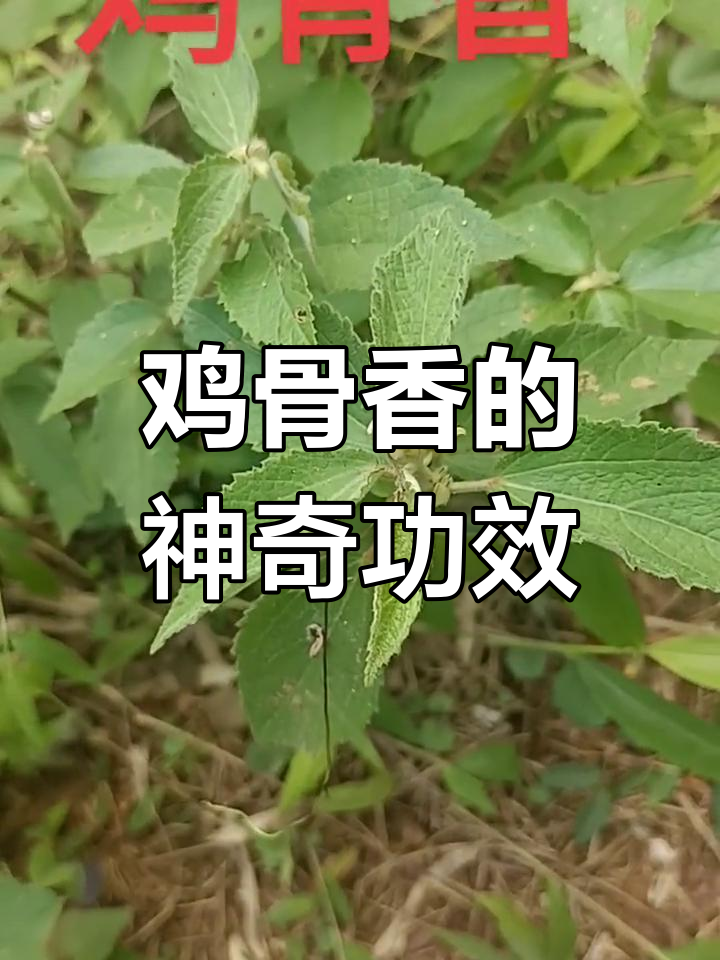 鸡骨香:乡间常见草药,功能强大