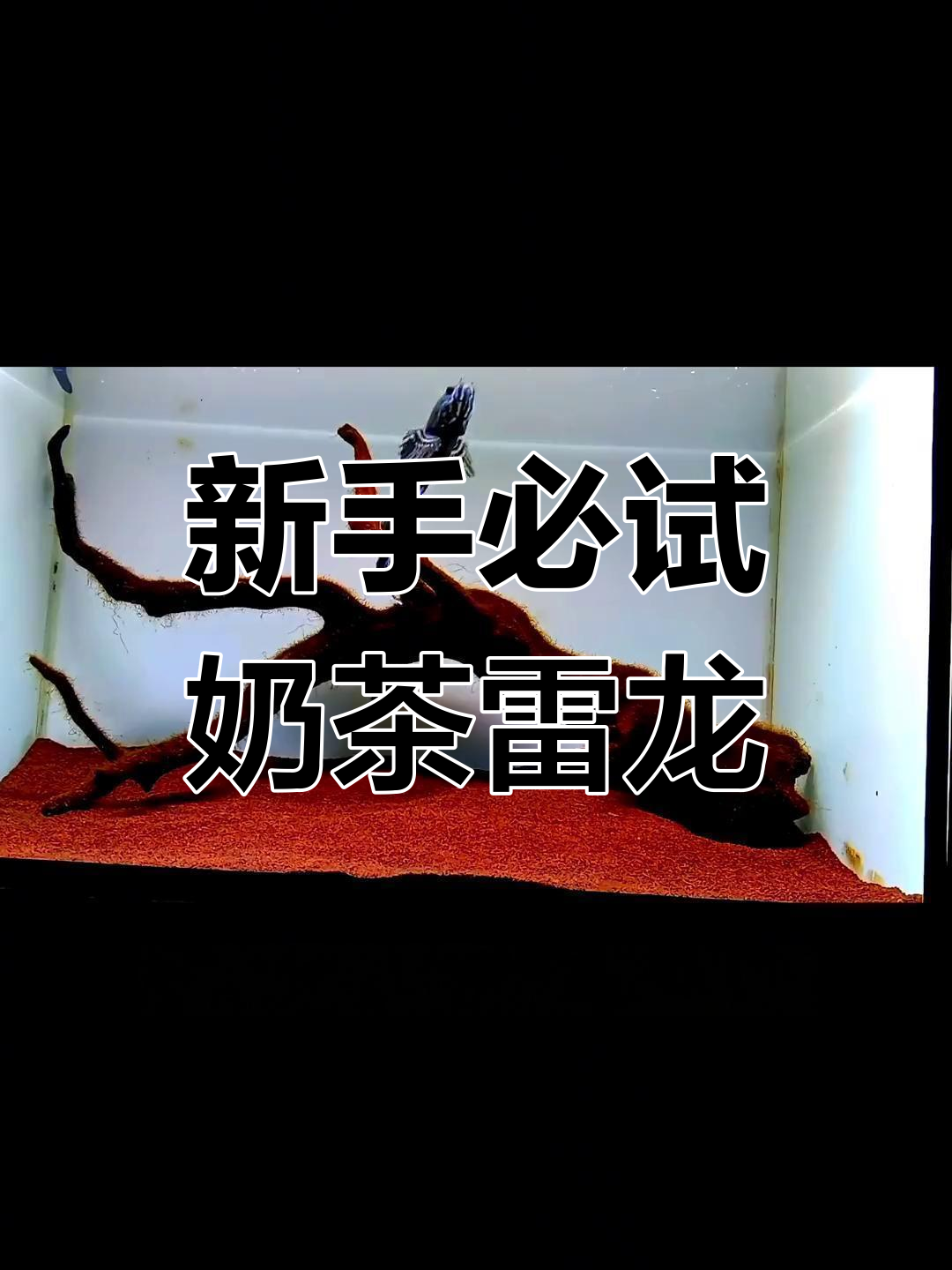 奶茶雷龙:适合新手养,颜值惊艳的金属蓝色贝鳍鱼