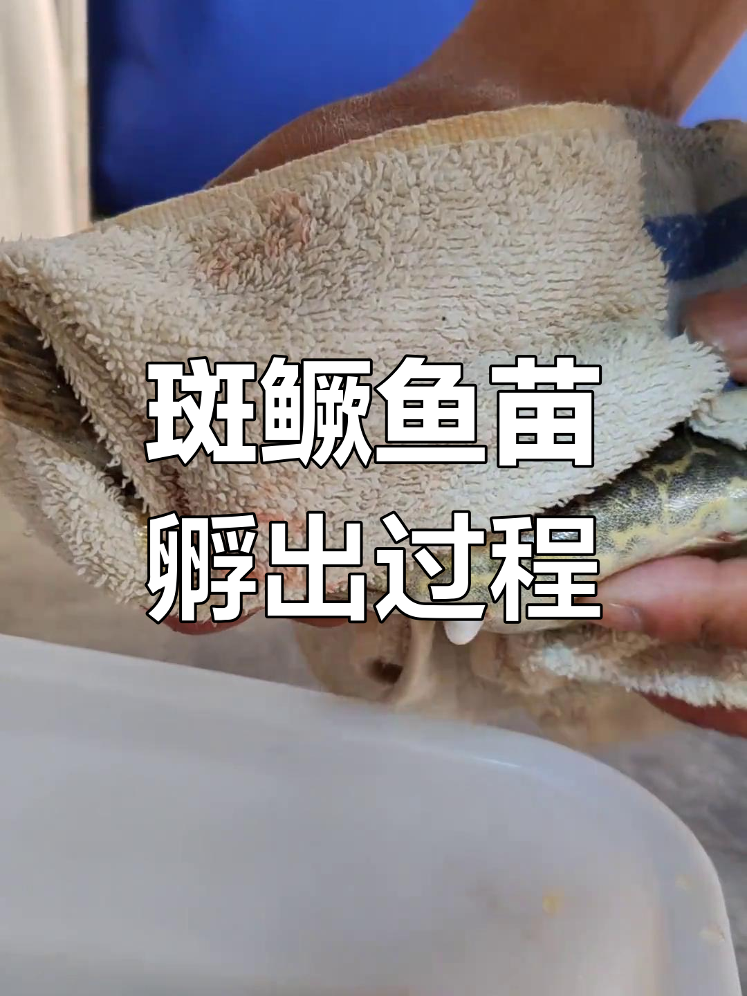 人工受精与鱼苗孵化全过程揭秘,斑鳜宝宝出生记